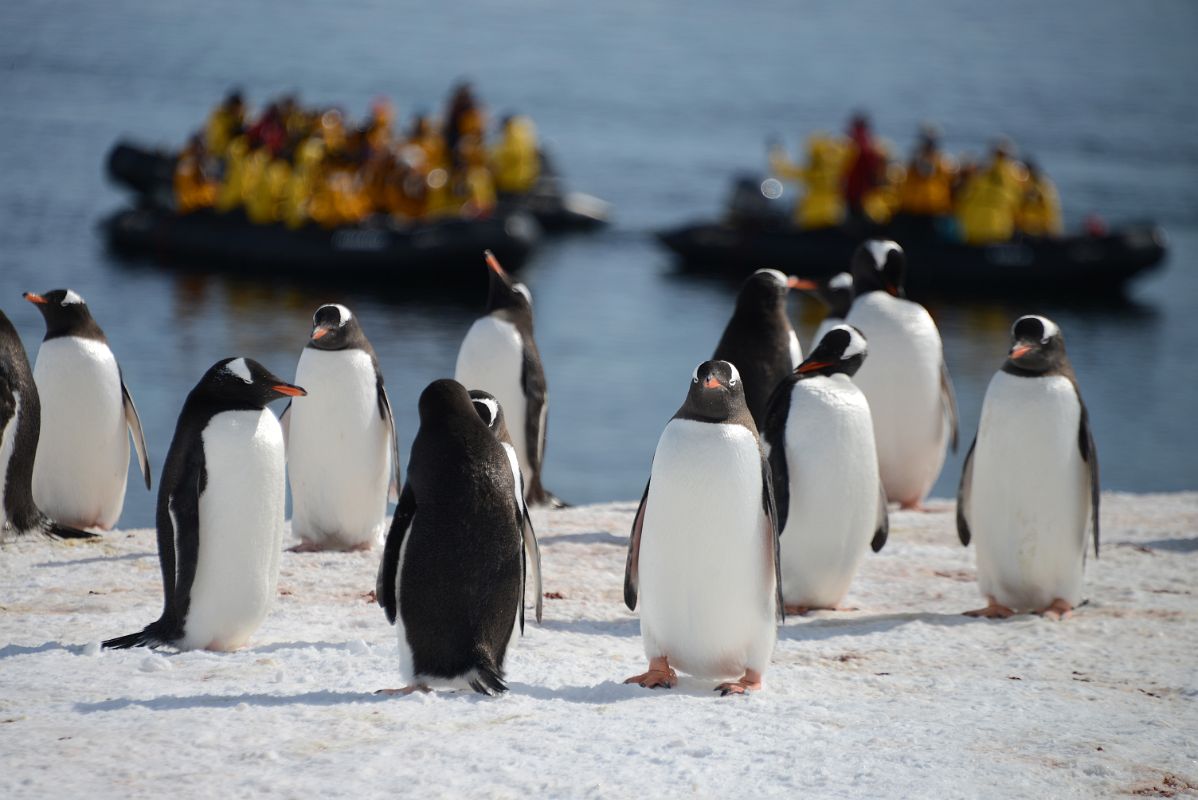 21A Gentoo Penguins With Zodiacs On Cuverville Island On Quark Expeditions Antarctica Cruise